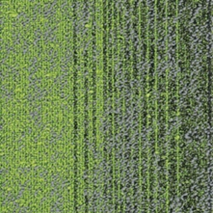 Color Shapes Grey Green